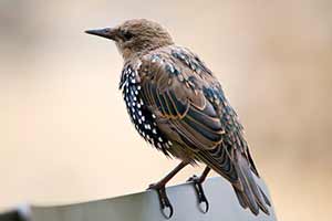 Bird Removal Buford GA