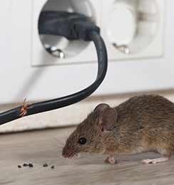 Mice Removal Buford GA
