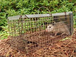 Possum Removal Buford GA
