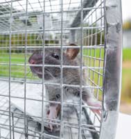 Rat Removal Buford GA