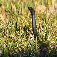 Snake Removal Buford GA