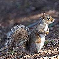Buford GA Squirrel Removal
