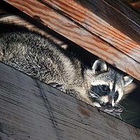 Raccoon Removal Buford GA