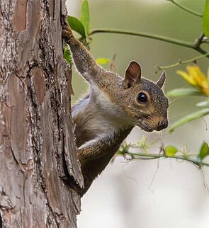 Squirrel Removal Buford GA